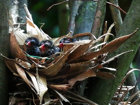 La Stagione delle nascite - Gallinella d'acqua (  Gallinula chloropus)